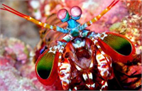 KARİDES GÖZÜ KANSER TESPİTİ Mantis karidesinin gözlerinden ilham alan Avustralyalı araştırmacılar bu göz yapısını örnek alarak kanserli hücreleri görme kapasitesine sahip bir kamera geliştirdiler Karidesin göz yapısını örnek alarak bir tür polarize kamera üreten bilim insanları bu sayede biyopsi gibi yöntemlerin yerine vücuda zarar vermeden kanser tanısı koymayı sağlayabilecek bir cihazla inovatif bir çözüm üretiyorlar