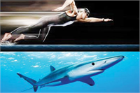 KÖPEKBALIĞI DERİSİ BAKTERİ TEMİZLİĞİ VE TEKSTİL ÜRÜNLERİ Köpekbalıkları diğer deniz canlılarının aksine derilerinin üzerinde mikrop ve bakteri tutmamalarıyla biliniyorlar Derilerindeki tırtıklı yapılarda organizmalar deriye tutunamıyor Köpekbalığının bu özelliği hastanelerde kullanılacak hijyenik yapılara da inovatif bir biçimde model oluyor Ayrıca suya dayanıklı saat ve mayo kumaşlarına da ilham olmuştur