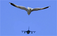 KUŞLAR VE UÇAK TASARIMLARI Kuşların aerodinamik yapıları en gelişmiş uçak tasarımlarında bile olmazken uçak kanatlarına ilham kaynağı olan kuşlar hava ile sürtünmenin ve havanın gövde veya kanatlara yaptığı basıncın en aza indirilmesi gibi özellikli kanatlarıyla adeta insanları şaşırtmaktadır Pelikan ve kartal gibi kuş türlerinin kanat yapılarından ilham alınarak inovatif tasarımlar yapılan uçaklar hem iyi uçuş özelliklerine hem de yakıt tasarrufu gibi ayrıcalıklara sahip oluyorlar