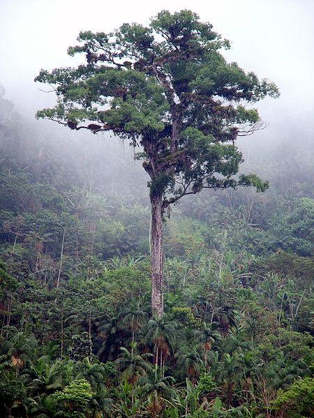 Patriarca de Floresta Atlantik Orman nın en yaşlı üyesi olan ağacın türü Lecythidaceae olarak geçiyor Madagascar dan Güney Afrika Ormanlarına kadar birçok akrabası olan Patriarca de Floresta tam 3000 yaşında