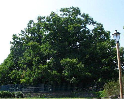 Yaşlı Fındık Ağacı Sicilya nın Etna dağı eteklerinde ikamet eden Yaşlı fındık ağacı nın bir diğer ismi de 100 atın Ağacı Linguaglossa yolu üzerinde bulunan bu 2500 yıllık fındık ağacı herkesi heybetiyle selamlamaya devam ediyor