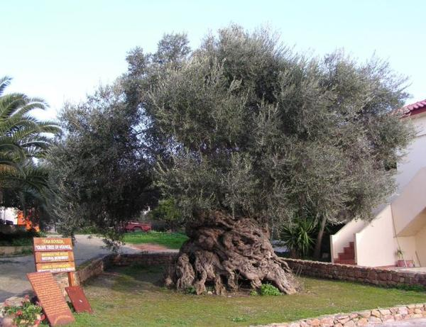 Girit in antik zeytin ağaçları Yunanistan ın Girit adasında yer alan ve Akdeniz deki yaşları 2 ile 3 bin yıl arasında olduğuna inanılan zeytin ağacının gerçek yaşı tam olarak bilinemeyecek kadar eski
