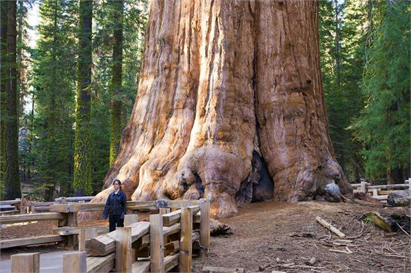 General Sherman En genç Antik ağaç kategorisinde olan General Sharman bir mamut ağacı Boyu 83 metre olan General in en ise 31 metre Sequoia Ulusal Parkında yaşayan General in yaşının yaklaşık 2 300 ile 2 700 olduğu düşünülüyor