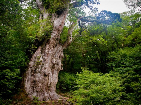 Jhomon Sugi 2 170 yaşında olduğu tahmin edilen ama rivayete göre de 7 200 lere ulaştığı da iddia edilen bir Japon çamı olan Jhomon Sugi nin şöhreti tüm alemi kaplamış durumda