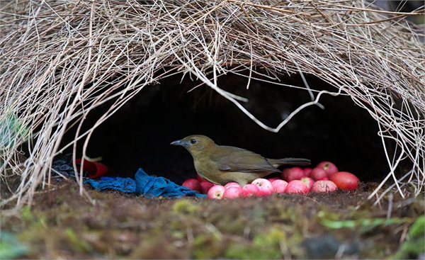 Çardak Kuşu Latince adı Ptilonorhynchus violaceus cennet kuşunda çardak kuşu ise dişilere kur yapma süreci oldukça ilginç ve farklıdır Papua Yeni Gine nin Adelbert alanında yaşayan cennet kuşlarında erkek bireyler yüksekliği 3 metreye kadar uzayabilen çevreden topladıkları çalı ve dal parçaları ile bir ev hazırlar Dişi eş adayını etkilemek için bu evcikleri çevreden topladıkları renkli taşlar mantarlar yapraklar ve hatta insanların kullandıkları kendilerine renkli gelen objeleri dahi toplayıp yuvalarını haria şekilde süslerler Dişi cennet kuşu yuvayı beğenirse erkek birey amacına ulaşmış ve bir eş sahibi olmuş olur