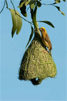 Hayvanlar Aleminin Mimarları ve Eşsiz Eserleri