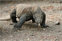 Komodo ejderlerinin salyalarında 50 den fazla bakteri türü yaşar Ejderin ısırdığı hayvanlar 24 saat içinde kan zehirlenmesinden ölürler