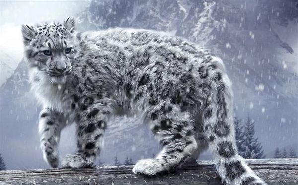 Kar leoparları bir seferde 15 metre ileriye zıplayabilirler