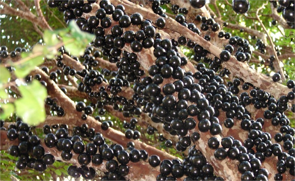 Jabuticaba Jabuticaba meyvesi ağacın gövdesinde yetişme özelliğine sahip tek bitkidir Sadece Güney Amerika da yetişen bu ağaç sadece iki yılda bir meyve verir Meyve ağacın gövdesinde bir çiçek olarak açar ve üzüme benzer bir görünüm ve renk alana kadar da olgunlaşır