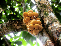 Langsat Anavatanı Doğu Asya olan tropik bir meyvedir Açık sarı renkteki oval şekilli meyveleri gövde ve yaşlı dallarda yetişir Ağaçları ise tohumdan yetişir Salkım halinde yetişen meyveleri oldukça lezzetlidir