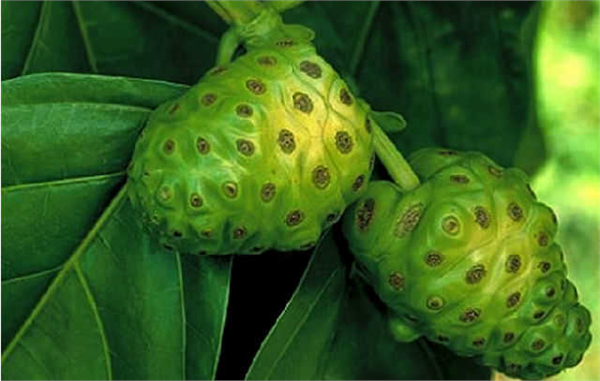 Noni Hint Dutu Güneydoğu Asya ve Avustralya da yetişen Noni görüntü olarak duta benziyor ve tohumdan yetişebiliyor Görüntüsüne aldanıp ağzınız sulanmasın çünkü meyvenin ağır bir kokusu ve keskin bir tadı var o yüzden sadece açlıktan ölmek üzereyken yemek isteyebilirsiniz