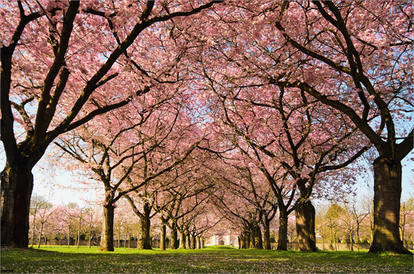 Sakura Ağacı Japonca bir kelime olan Sakura nın Türkçesi Kiraz Çiçeği olarak bilinmektedir Sakura meyve vermeyen bir çeşit Kiraz Ağacı dır Japonya kiraz çiçeklerinde çok çeşitlilik vardır ve 200 den fazla çeşidinin olduğu bilinmektedir