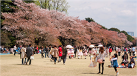 Japonya da 11 kentte ikişer haftalık festivallerle kutlanan Sakura Zensen yani çiçeklerin açması olayı halkın yoğun katılımıyla bir bayram havasında kutlanır Güzelliğin ve estetiğin simgesi olan kiraz çiçekleri açtığında Japonlar parklara bahçelere tapınaklara akın ederler Bu çiçek izleme partilerine hanami adı verilir Hanami festivallerinin en can alıcı noktası ise zen sük netine yaraşır şekilde sadece yürümektir