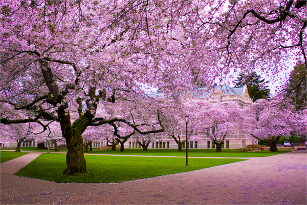 Japon kirazı 8 12 metre boyunda bir ağaçtır Tohumundan yetiştirilir Ancak Sakura lar Japonya nın doğal zenginliği olarak nitelendirilir ve ağacın ya da tohumunun ülke dışına çıkartılması yasaklanmıştır Sadece belli sebeplerle 9 ülkeye gönderilmiştir Bu ülkelerden biri de Türkiye dir Sakura yerini severse çok iyi ve hızlı büyür Kökünün su altında kalmasını sevmemektedir İstanbul un havasında yani çok sıcak olmayan yerlerde rahatlıkla yetişmektedir
