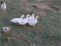 Kazları Evlerinde Büyütüyorlar