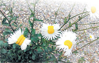 Japonya da Mutant Papatyalar Açtı