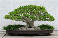 Hint Banyan ağacı bonsai şeklinde de tüm yıl ev içinde bakabileceğiniz ender ağaçlardan biridir Tohumdan çimlendirmeye kadar hiçbir ön uygulama ve soğuk uygulama müdahalesi gerektirmez