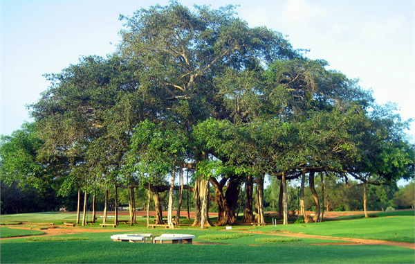 Banyan ağacı doğada 30 metreye kadar boylanabilen anıtsal ağaçlardır Buna rağmen küçük bir saksı içerisinde de Bonsai olarak yetiştirilebilmektedir