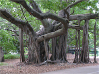 Dünyanın en geniş ağacı da bir banyan ağacı türüdür Kalküta da yer almaktadır 250 yaşındadır Tek başına bile bir ormana benzemektedir Bu ağacın kökleri ile dağıldığı alan 14 500 metrekaredir En yüksek dalı 25 metredir ve açıkta durup zemine değen 3300 kökü vardır Bu kökler su olarak havadaki nemden yararlanır Büyük İskender döneminde altında 7000 kişinin barındığı bir banyan ağacı olduğundan dahi bahsedilmektedir