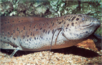 Bir Balık 4 Yıl Susuz Yaşayabilir mi