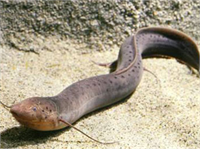 Balık çamurdan koza içinde mukuslu bir sıvı salgılar Bunun sayesinde derisinin kuruması önlenmiş olur Balık kozasında derin bir uykuya dalar Vücut fonksiyonlarını da yavaşlatır Akciğerli balıklar gerekli oksijeni yuvanın üstündeki delikten almaya devam ederler