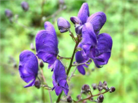 Kurt Boğan Boğan otu ya da miğferotu olarak bilinir Kuzey yarımkürenin dağlık yörelerinde çokça yetişmektedirler Büyük miktarda zehir içeren bu bitki Japonya daki Ainu halkı tarafından avlanmada okların ucuna sürülen bir zehirdir Tüketilmesi durumunda 2 6 saat içerisinde ölüme neden olmaktadır