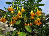 Melek Boruları Melek borularının anavatanı Güney Amerika nın tropikal bölgeleridir ama genel olarak tüm dünyada bulunmaktadırlar Melek borusu ismini trompet şeklindeki sarkık ve tüylerle kaplı çiçeklerinden almıştır Çiçekleri farklı boyutlarda ve beyaz sarı pembe gibi farklı renklerde olabilir Bitkinin tüm kısımları toksinler içermektedir Çayı yapılarak halusinojenik olarak tüketilebilmektedir Zehir seviyesinin bitkiden bitkiye farklılık göstermesi sebebiyle ne miktarda toksin alınmış olduğunu belirleyebilmek imkansızdır Bu nedenle de bir çok kullanıcı aşırı dozdan dolayı hayatını kaybetmiştir