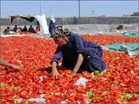 Elle rastgele bölündükten sonra naylonların üzerinde bekletilen biberler gün içerisinde sürekli ters yüz edilerek yakıcı güneşte tamamen kuruması sağlanıyor