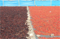 Birkaç gün sonra rengi koyulaşmaya başlayan biberler daha sonra makinelerde çekilerek pul biber haline getiriliyor