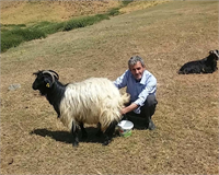 Köydeki hiç kimsenin uzun yıllardır sigara içmediğini ve sarımsak yemediği bilinirken ineklerden sütü bile erkeklerin sağdığı ender bir köy burası
