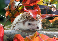 Küçücük yaprak altında bir kirpi yağmurdan korunmaya çalışıyor