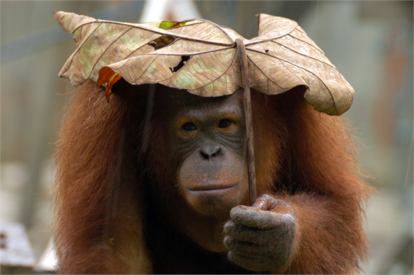 Orangutan için bir yaprak yeterli olmayabilir