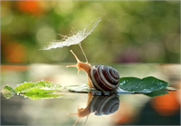 Yağmurdan Korunma Çabalarıyla Hayran Olacağınız 5 Canlı