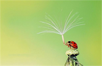 Uğur böcekleri de oldukça temkinli görünüyor