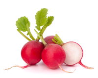 Turp Böbreklerdeki mikropları öldürür Kum ve taşların dökülmesine de yardımcı olur Sarılıkta faydalıdır Safra taşlarının düşürülmesine yardımcıdır Romatizma siyatik astım ve bronşite de faydalıdır