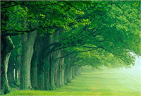 Olgunlaşan bir ağaç bir fidana nazaran havayı temizlemede 70 kez daha etkindir Yılda 1 tona yakın karbondioksidi absorbe edebilirler