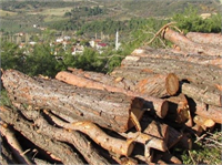 Bir ağaçtan yaklaşık 70 bin adet kurşunkalem yapılmaktadır Bu sebeple yılda 82 bin ağaç kesilmektedir