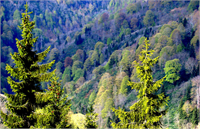 Dünya da 20 bin çeşit ağaç vardır