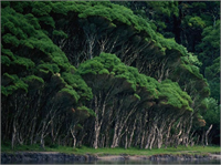 Yaprakları hayvanlar veya böcekler tarafından yenmeye başlanan ağaçlar sinyal göndererek diğer ağaçları tehlikeye karşı uyarır Uyarılan ağaçlar salgıladıkları kimyasallarla sindirimi çok zor lezzetsiz yapraklı ağaçlara dönüşür