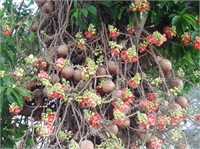 Anavatanı Güney Amerika olan ve 3000 yıldır Hindistan dolaylarında yetiştirilen Cannonball ağacı gülle görünümündeki meyveleriyle tanınıyor