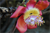 Arıların da çok sevdiği Cannonball ağacı çiçekleri ve polenleriyle arıların en sevdiği ağaçlardandır
