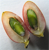 Yıl boyu yeşil kalan bu bitki yılda 2 defa yağmur sezonu sonunda meyve veriyor Tohumdan çoğaltılabilen bitki çimlenmeden itibaren 2 3 sene içinde meyve veriyor Meyvelerinin yağ oranı sıfır çekirdek harici etli kısımları da rahatlıkla yeniyor Aslında tatsız olan meyve yendikten sonra meyvede bulunan bir çeşit glikoprotein dilin üzerini kaplayarak dilin ekşi ve acımsı tatları almasını önlüyor ve böylece meyve yendikten sonra yenen diğer şeyler tatlı olarak algılanıyor