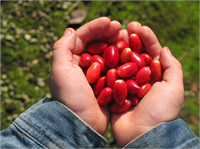 Bununla birlikte meyve kemoterapi gören kanser hastaları için faydalı olabileceği düşünülerek kullanılmaktadır Zira kemoterapi hastanın kendi ağız lezzetini bozar onlar için yiyecek tadı acı veya metalik bir tad olarak hissedilir Sonuçlar kişiden kişiye farklılık gösterse de ABD de bazı hastanelerde bu yan etkiyi önlemek için bu bitki kullanılmaktadır