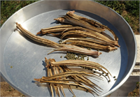 Bamya Tohumu Bamya bir taraftan meyvesini oluştururken üst tarafında yeni çiçekler açar Üzerindeki bamyalar toplanmaz ise bitkinin üzerinde kurur ve içerisindeki tohumlarda olgunlaşır Tohum alınacak bamyalar bitki üzerinde bırakılarak iyice olgunlaşması sağlanır Olgunlaştığı bamyanın çatlamasıyla anlaşılabilir İyice olgunlaşan ve çatlamaya hazır bamyalar bir tepsi içerisinde biriktirilir Bamyaların içerisindeki tohumların dökülmesi sağlandıktan sonra dökülen tohumlar alınır ve saklanır