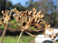 Dereotu Tohumu Şemsiye şeklinde açan sarı çiçekleri bir süre sonra kahverengileşmeye başlar ve beyaz yassı tohumları oluşur Tohumlar fazlaysa bir çuvala doldurulur ve sopalarla hafifçe dövülür Rüzg rda savurarak ve uygun elekten geçirerek tohum harici parçalardan elenir Rezene anason kimyon tohumlarını da bu şekilde almak mümkündür