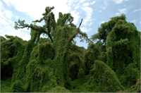 20 metreye yakın gövdelere ve derin köklere sahip olduğundan erozyona karşı mücadelede yaygın olarak kullanılır Bitki Asya dan sonra Amerika Birleşik Devletlerine nakil edilmiştir ve özellikle güney bölgelerinde yaygın olarak ekim alanları bulmuştur Ancak kontrolsüz şekilde yayılmasından dolayı son zamanlarda ABD de kurtulmaya çalışılan bir birki durumundadır