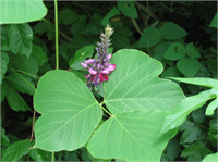 Kudzu bitkisi nin yaprakları kas ağrılarında ve hatta kızamık tedavisinde de kullanılmaktadır Kudzu Japonya Çin ve Fiji de kültür bitkisi olarak yetiştirilmektedir Çinliler bu bitkiden elde edilen ekstraktları alkolizm tedavisinde dahi kullanırlar