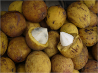 PLATONİA Amazon ormanlarında yetişen bu meyve tatlı ekşi bir tada sahip ve fosfor demir C vitamini açısından oldukça zengin