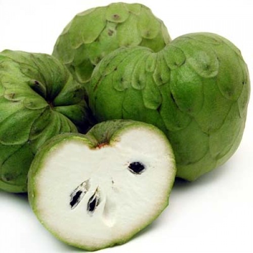 ÇERİMOYA Güney Amerika nın nispeten serin bölgelerinde yetişen bu meyvenin tadı çilek papaya ananas karışımı olarak tarif ediliyor Yalnız çekirdekler de kabuğu da çok zehirli Yenmesi halinde felce neden olabiliyor