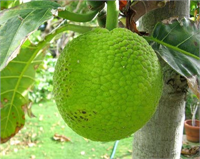 EKMEK MEYVESİ Hint Okyanusu adalarında yetişen ekmek ağacının meyvesi nişasta bakımından o kadar zengin ki ekmek niyetine rahatlıkla yeniyor